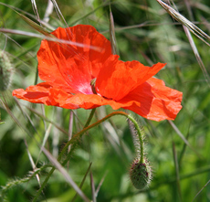 Klatschmohn-124.jpg